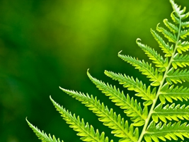 Seattle Landscape Maintenance